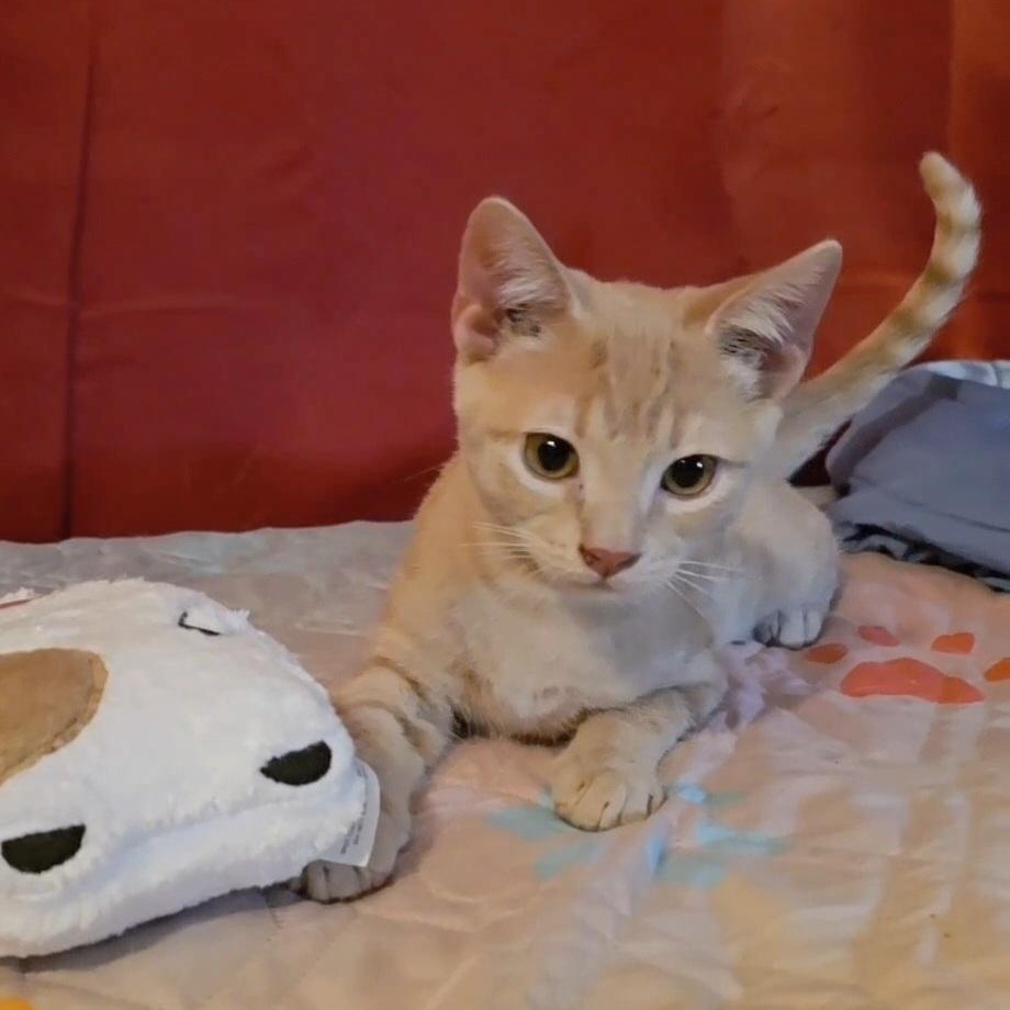 Enlarge BISCUIT, a Adoptable Tabby in Fletcher, OK image 4/5