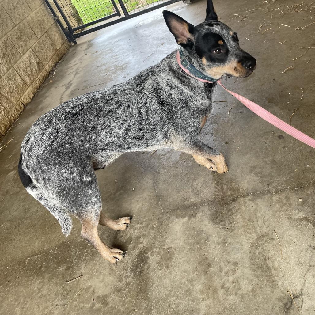 blue, Adoptable, Young Male Australian Cattle Dog / Blue Heeler.