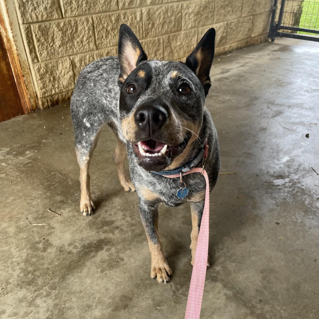 Enlarge blue, a Adoptable Australian Cattle Dog / Blue Heeler in Stilwell, OK image 2/2