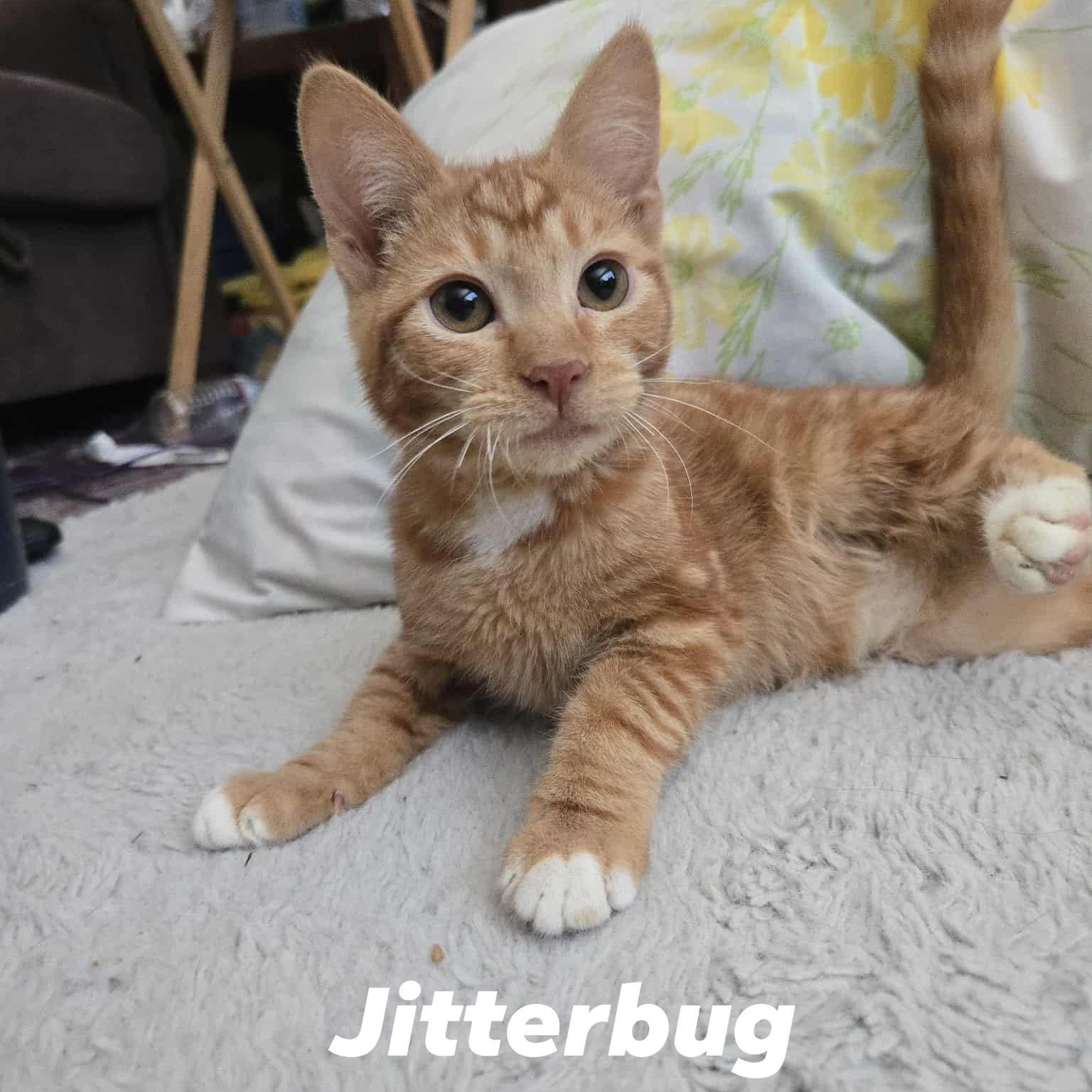 Jitterbug *Cerebellar Hypoplasia (CH)