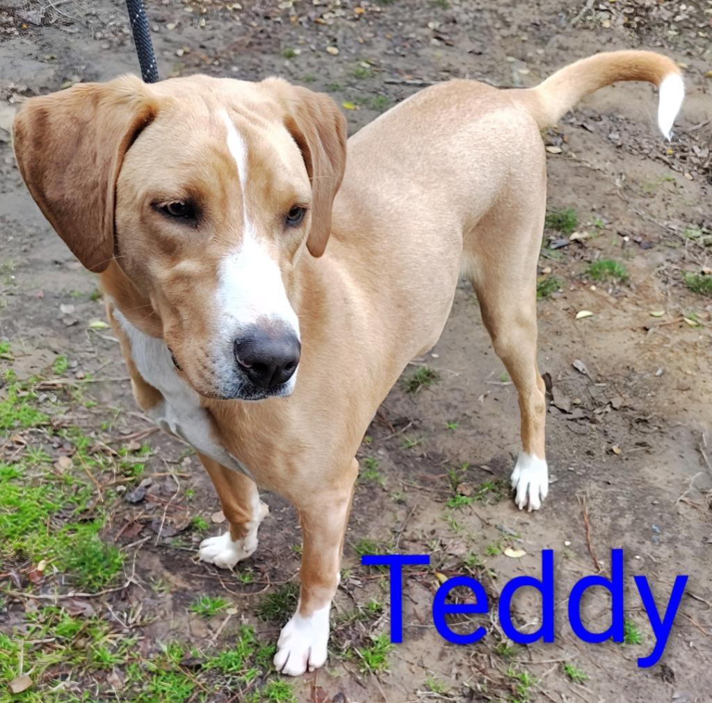 Teddy Too, Adoptable, Young Male Hound & Labrador Retriever.