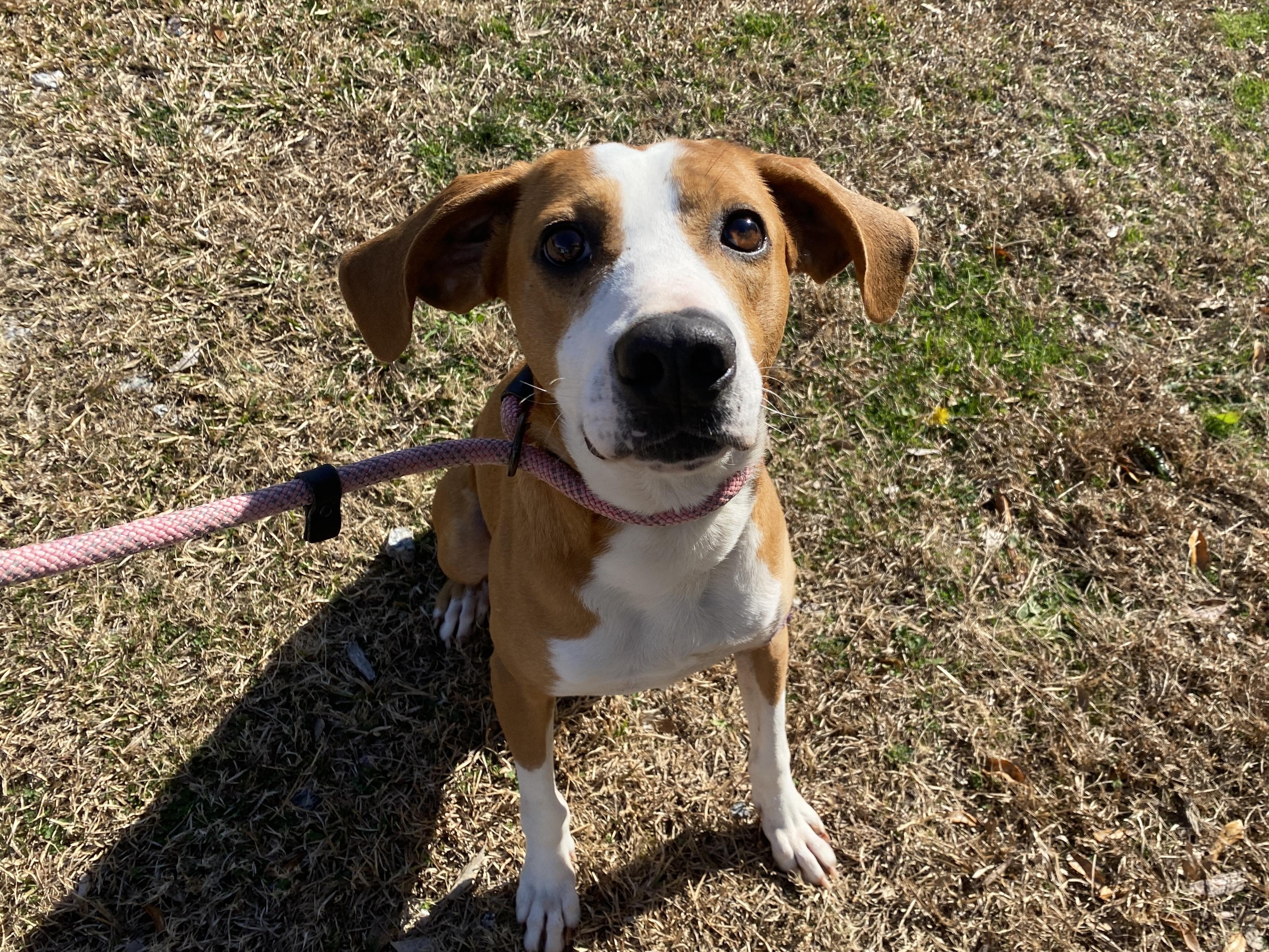 Enlarge Gus, a Adoptable mixed breed in Winnabow, NC image 1/4