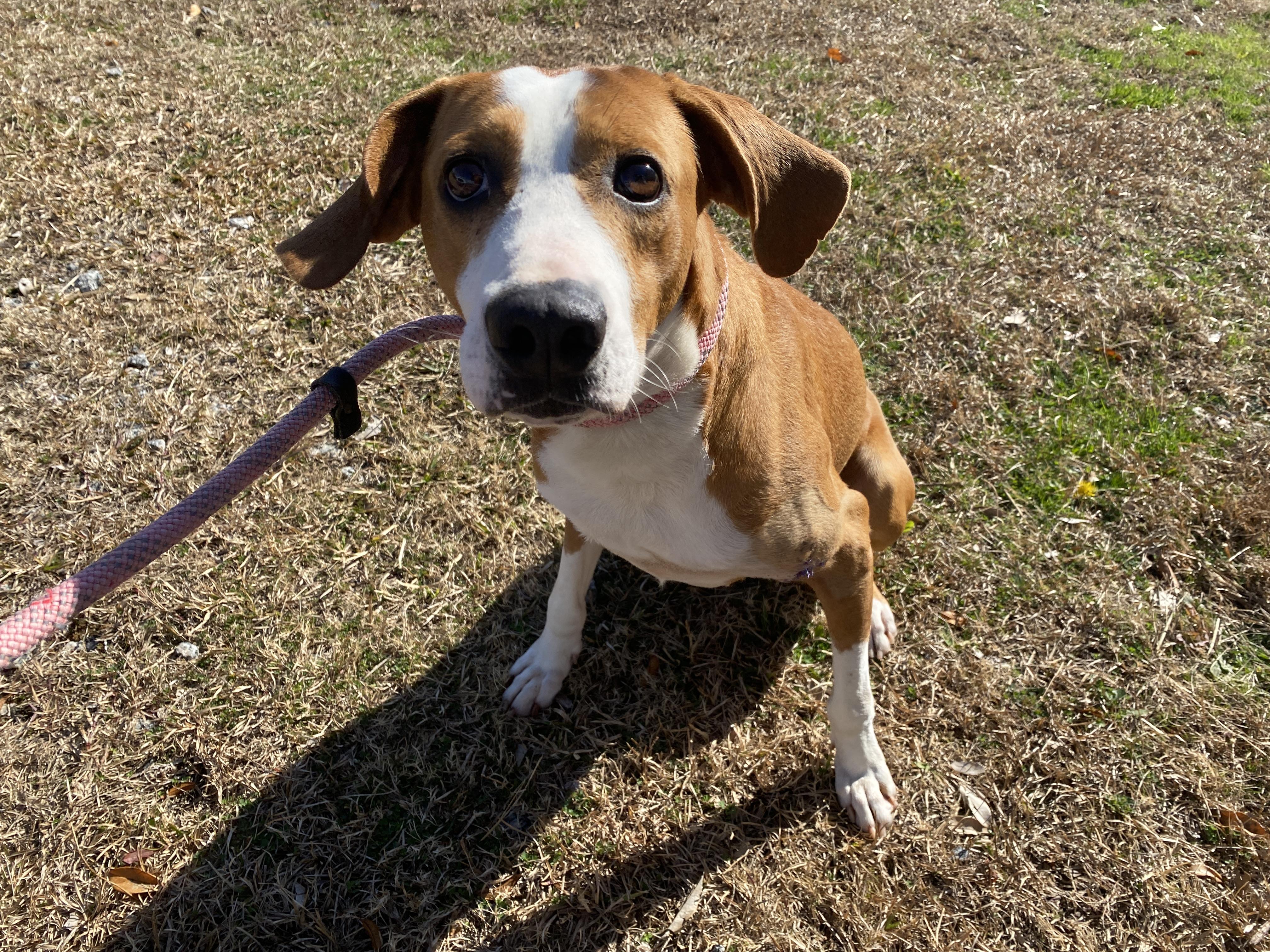 Enlarge Gus, a Adoptable mixed breed in Winnabow, NC image 2/4