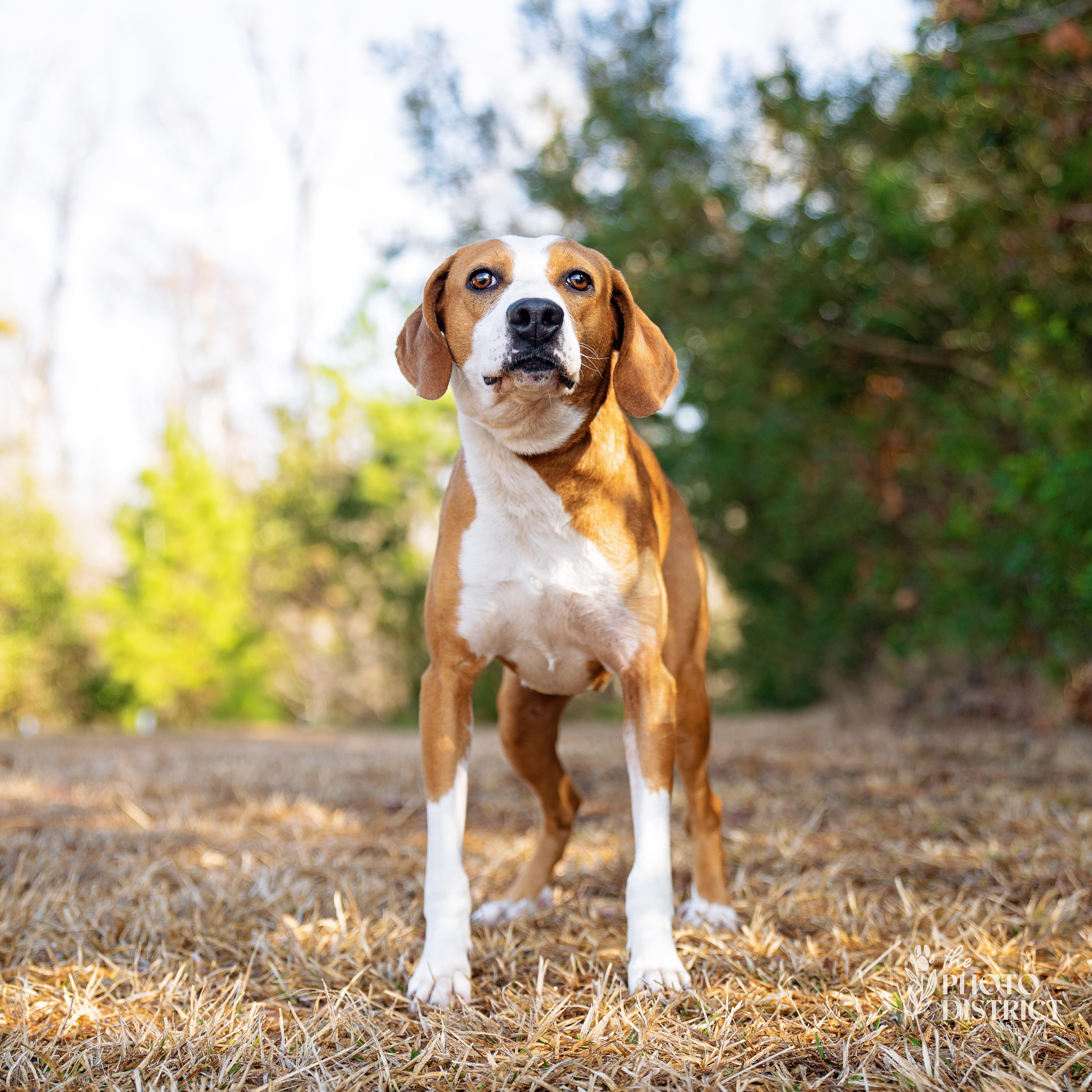 Enlarge Gus, a Adoptable mixed breed in Winnabow, NC image 3/4
