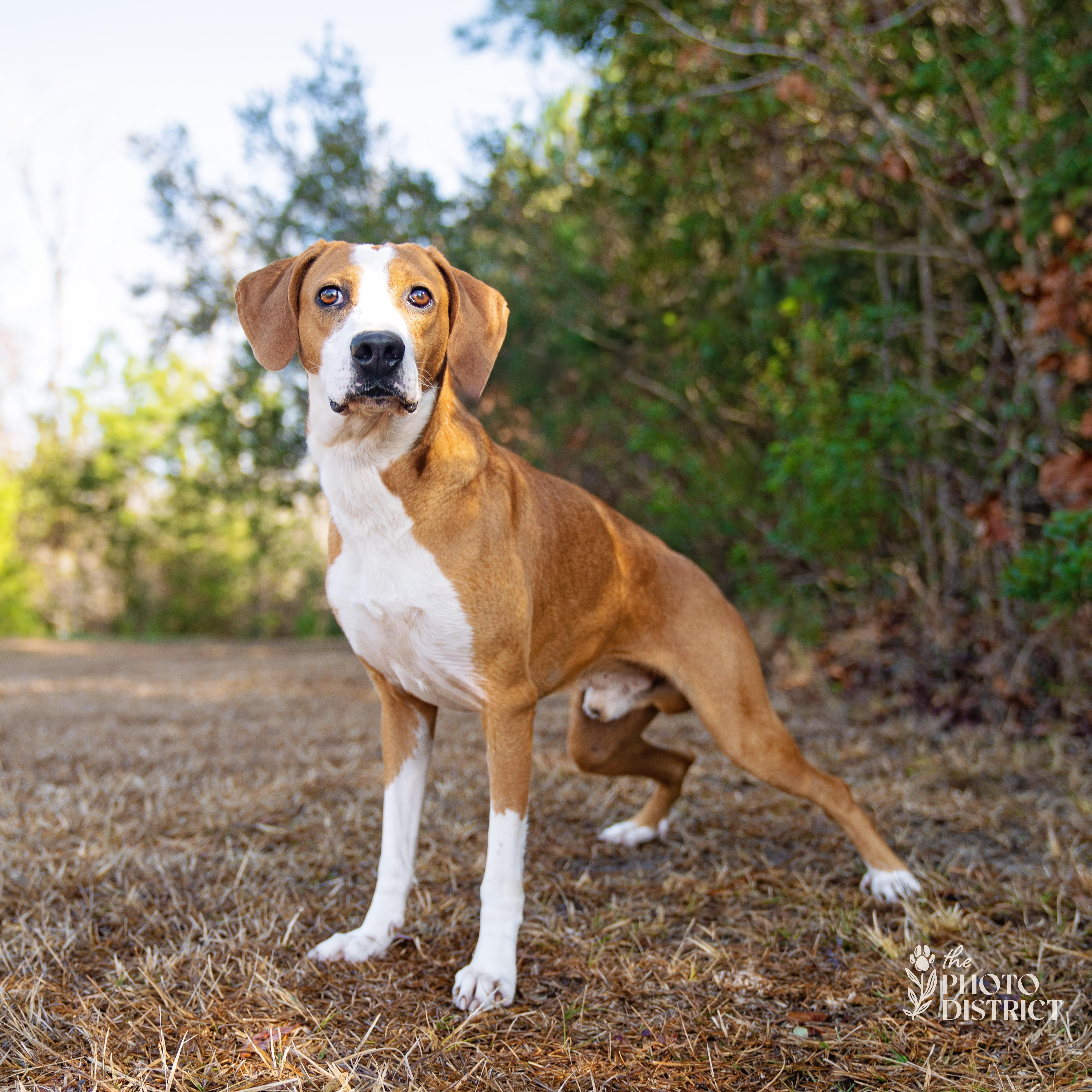 Enlarge Gus, a Adoptable mixed breed in Winnabow, NC image 4/4