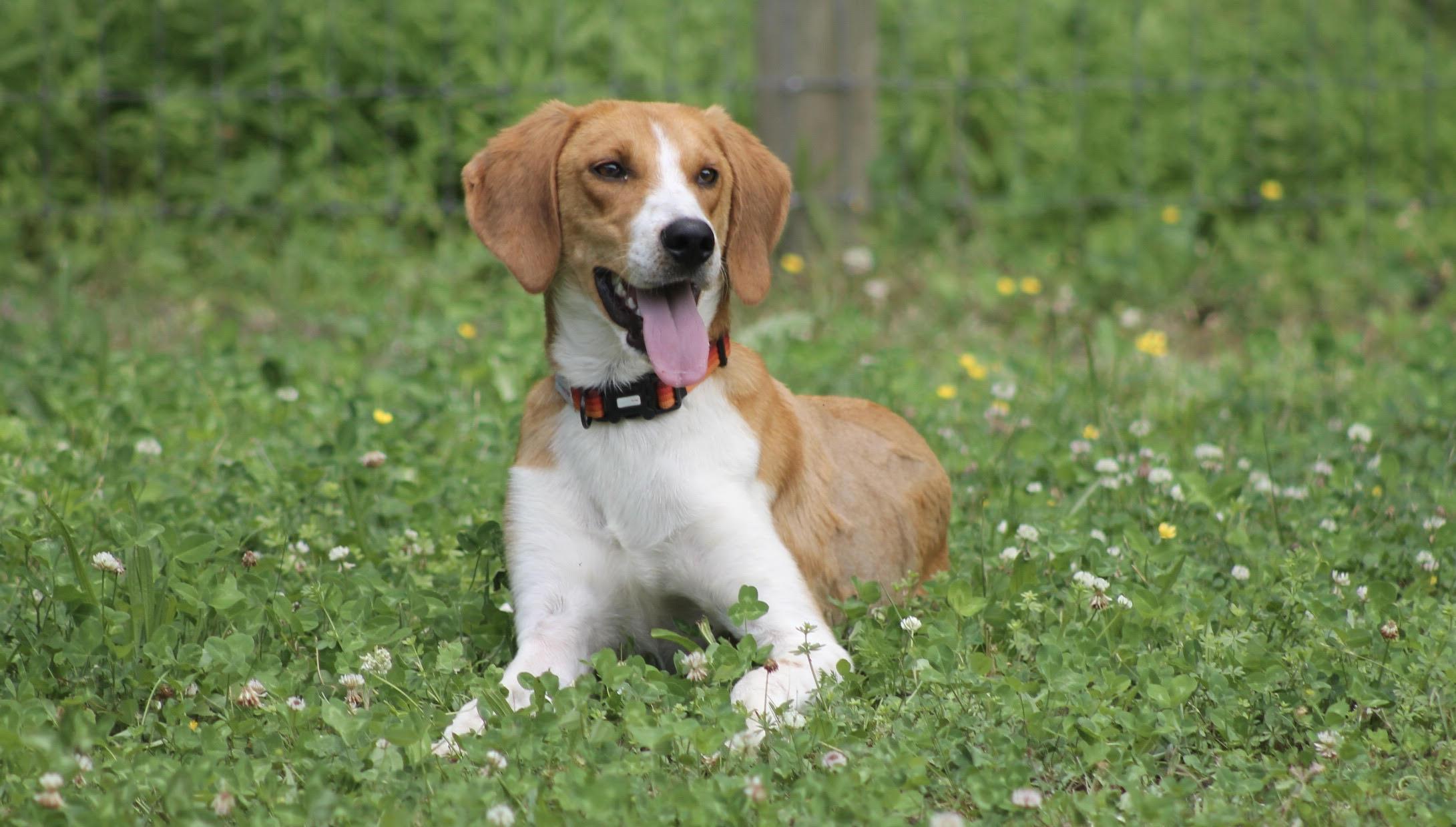 Enlarge Potter, handsome Foxhound, a ADOPTABLE mixed breed in Virginia Beach, VA image 3/4