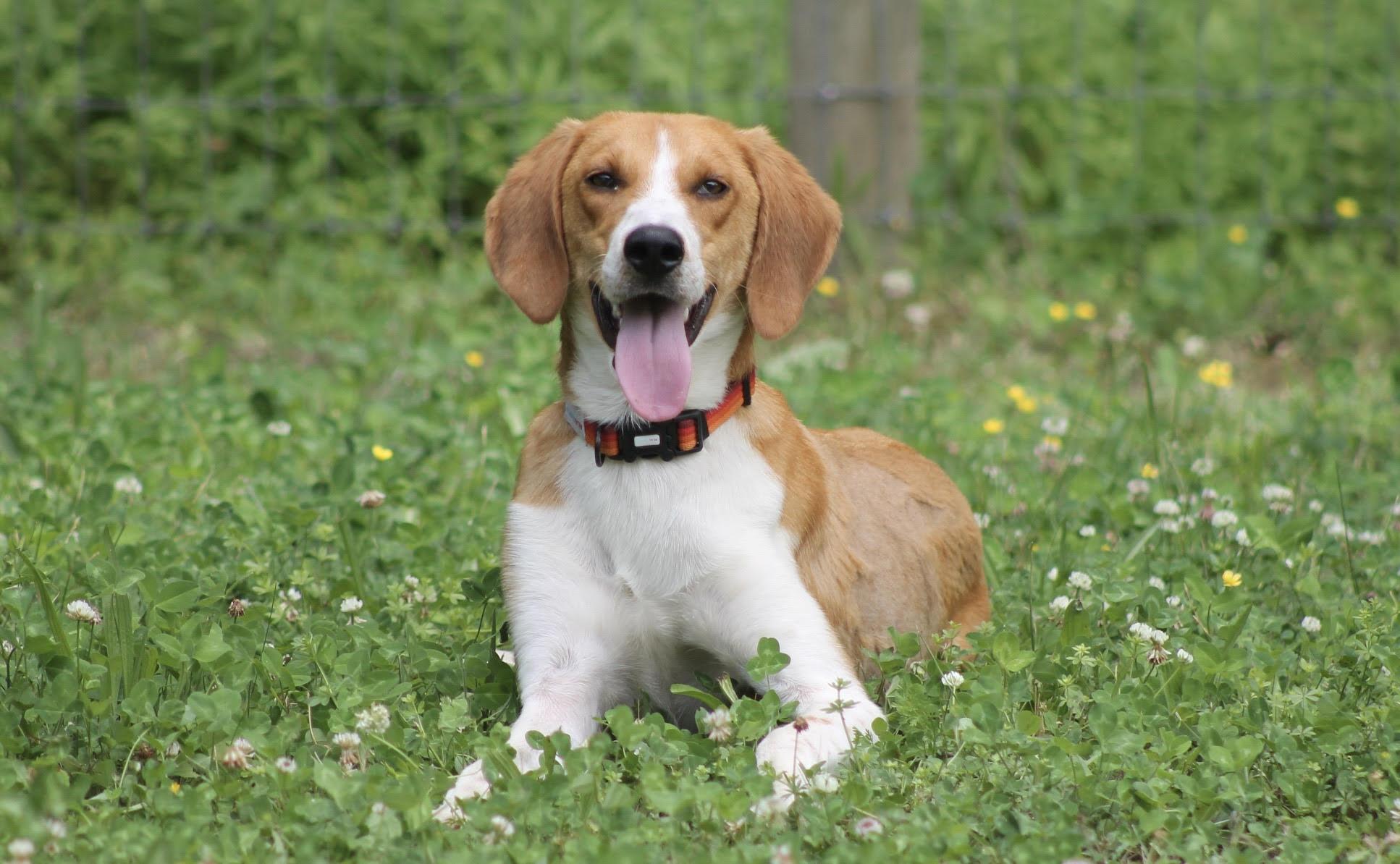 Enlarge Potter, handsome Foxhound, a ADOPTABLE mixed breed in Virginia Beach, VA image 2/4