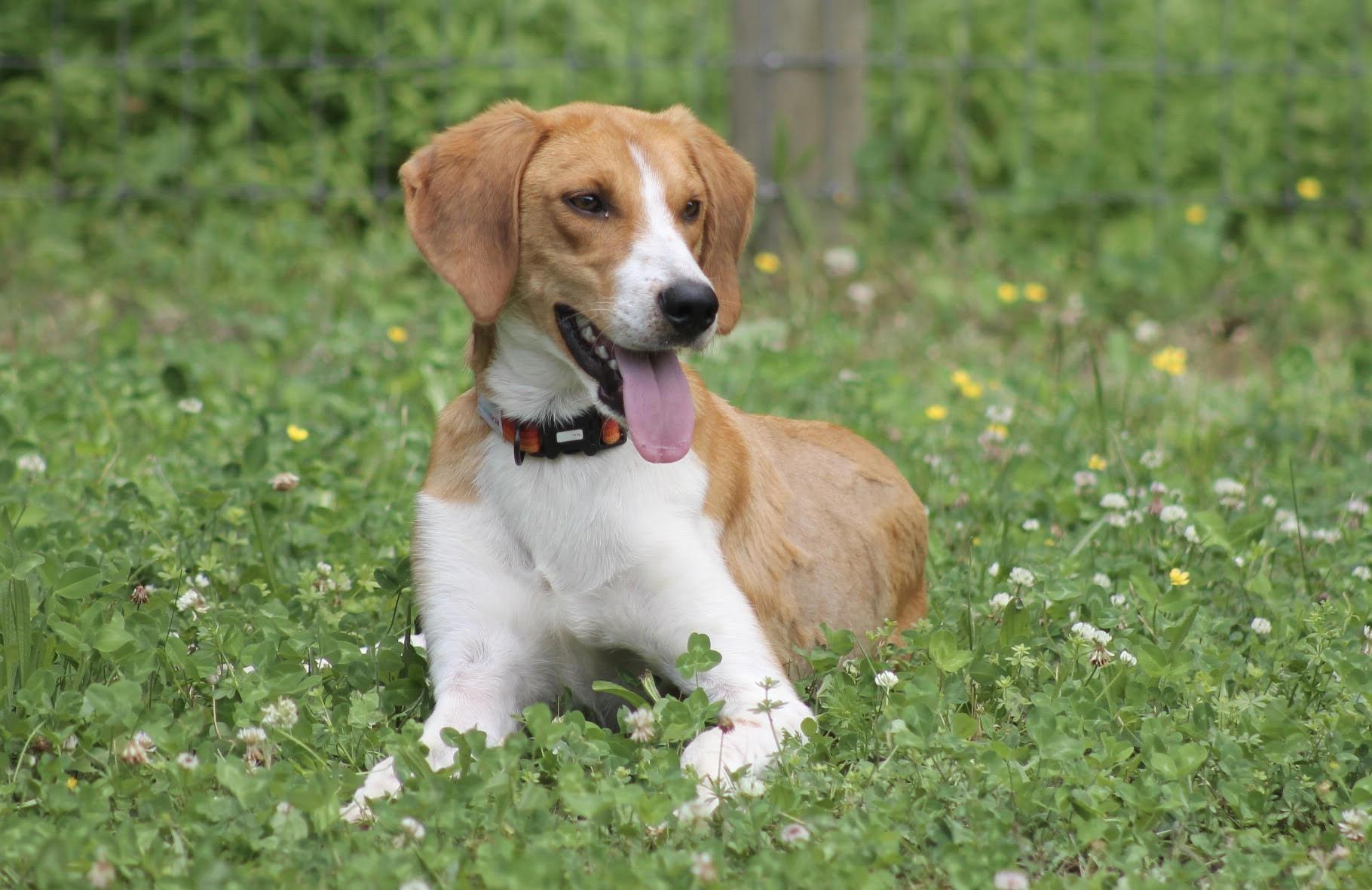 Potter, handsome Foxhound, ADOPTABLE, Young Male American Foxhound.