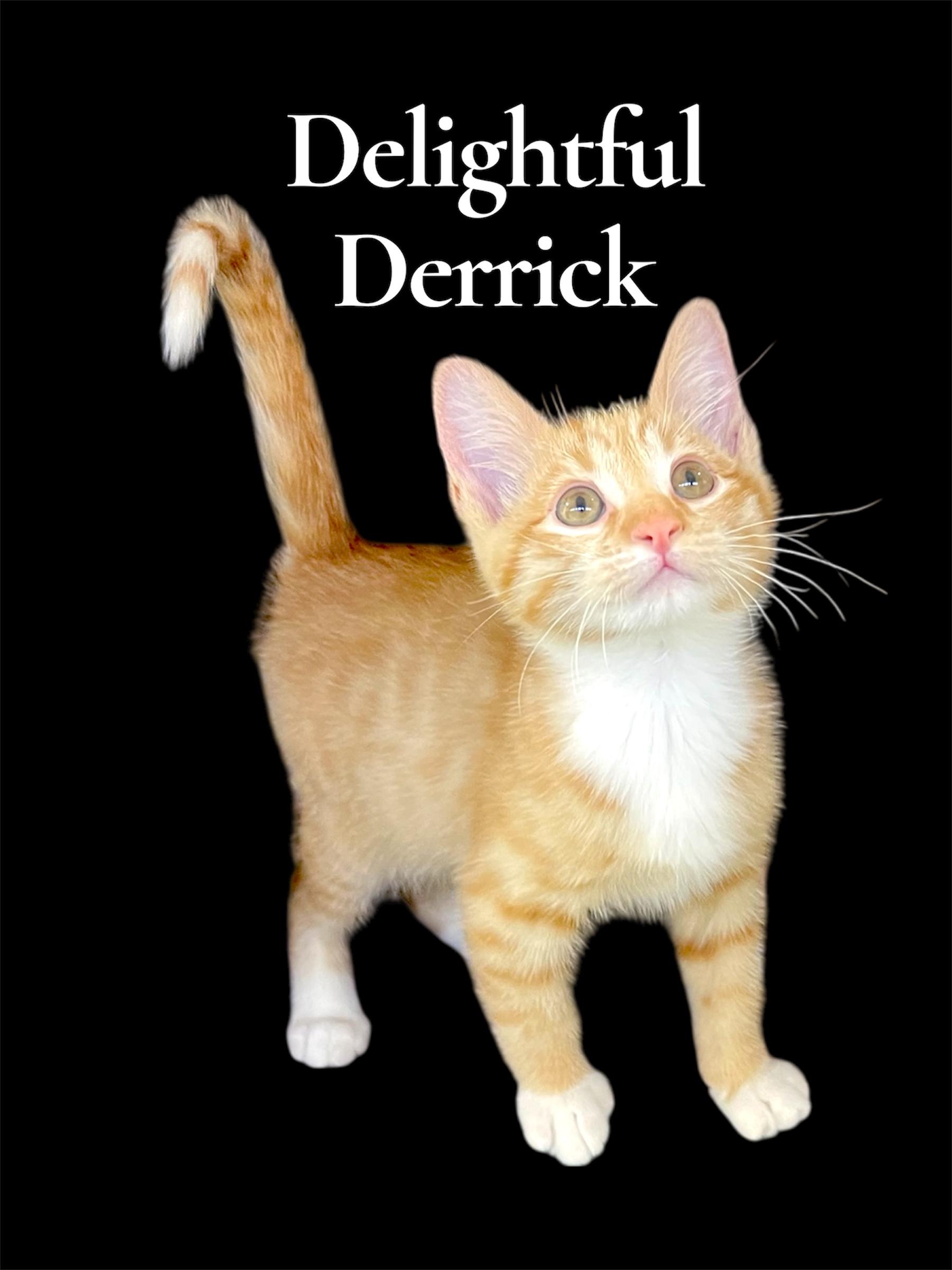 Delightful Derrick, adopted, Kitten Male Domestic Short Hair.