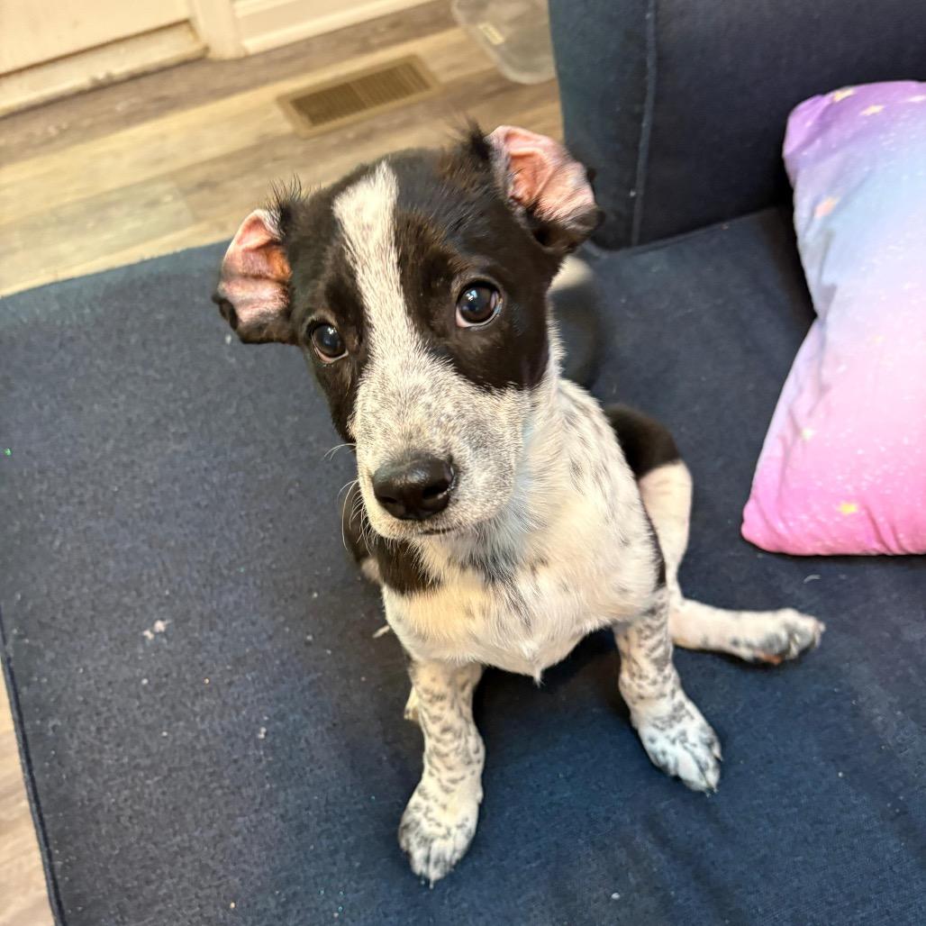 Frosty Felix, Adoptable, Puppy Male Mixed Breed.