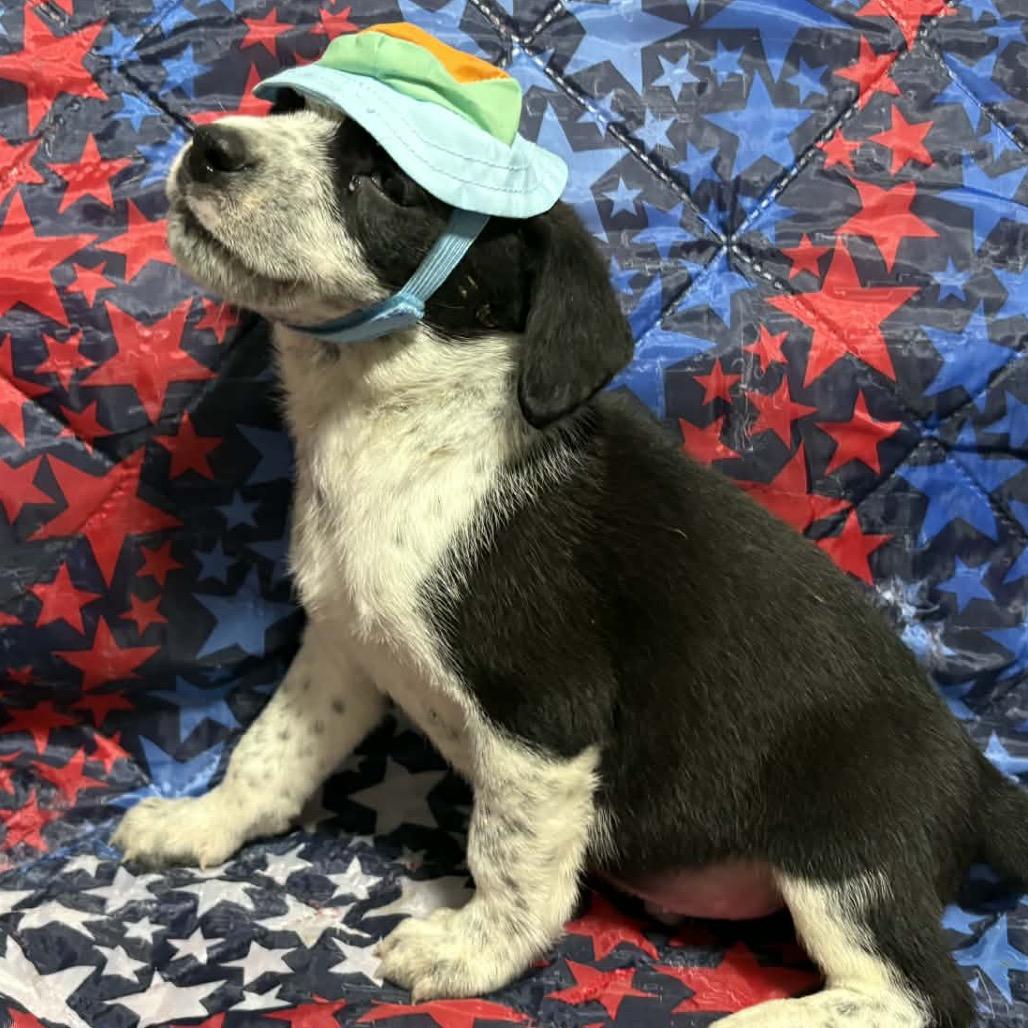 Frosty Felix, a Adoptable Mixed Breed in Fredericksburg, VA image 2/6