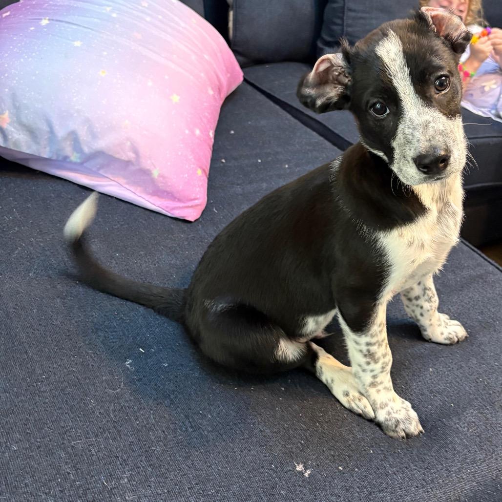 Frosty Felix, a Adoptable Mixed Breed in Fredericksburg, VA image 3/6