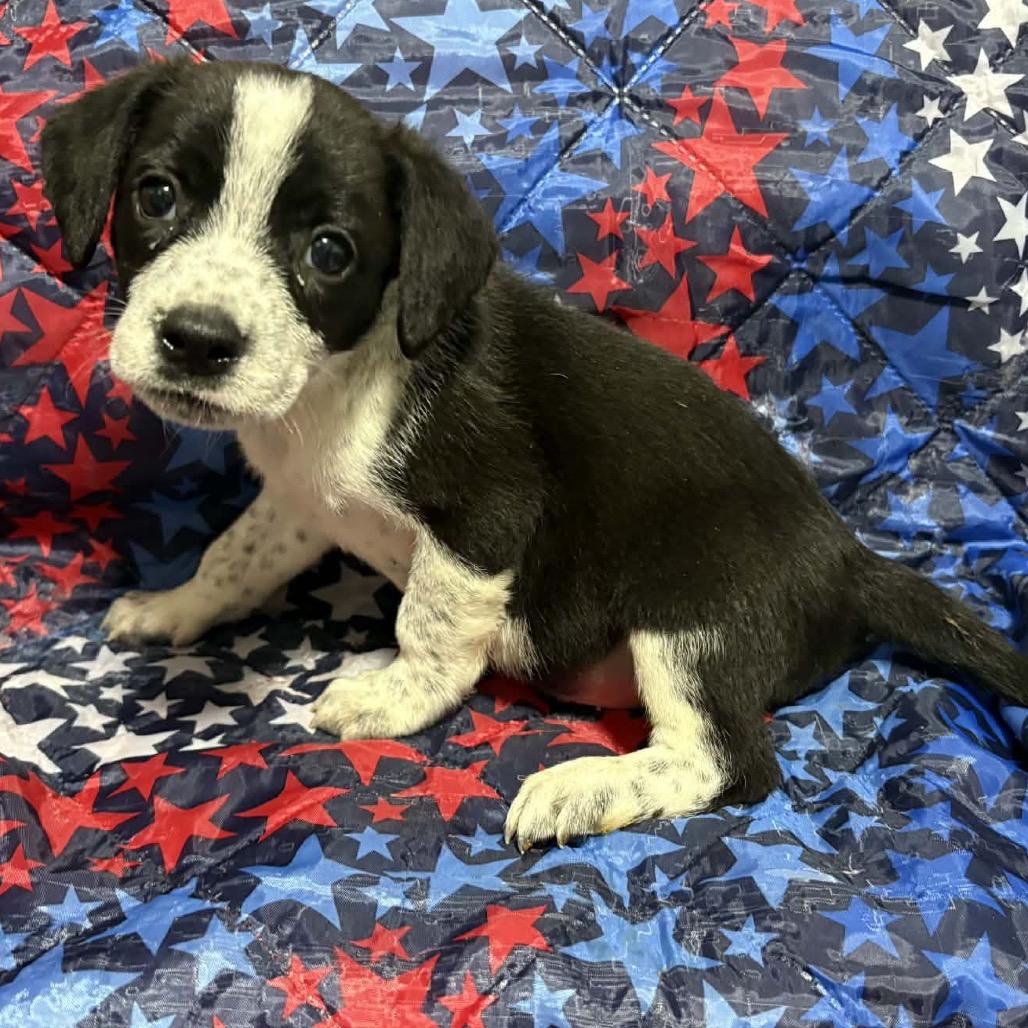 Frosty Felix, a Adoptable Mixed Breed in Fredericksburg, VA image 4/6