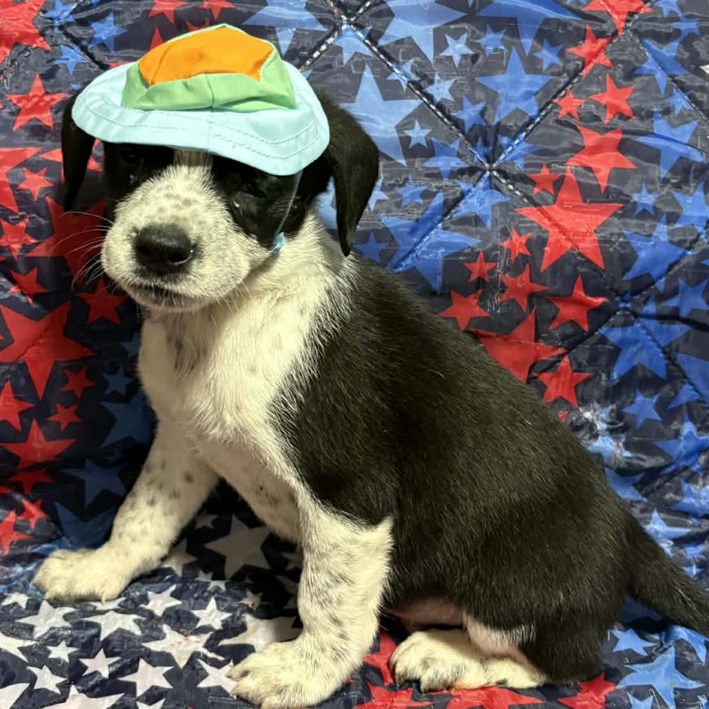 Frosty Felix, a Adoptable Mixed Breed in Fredericksburg, VA image 5/6