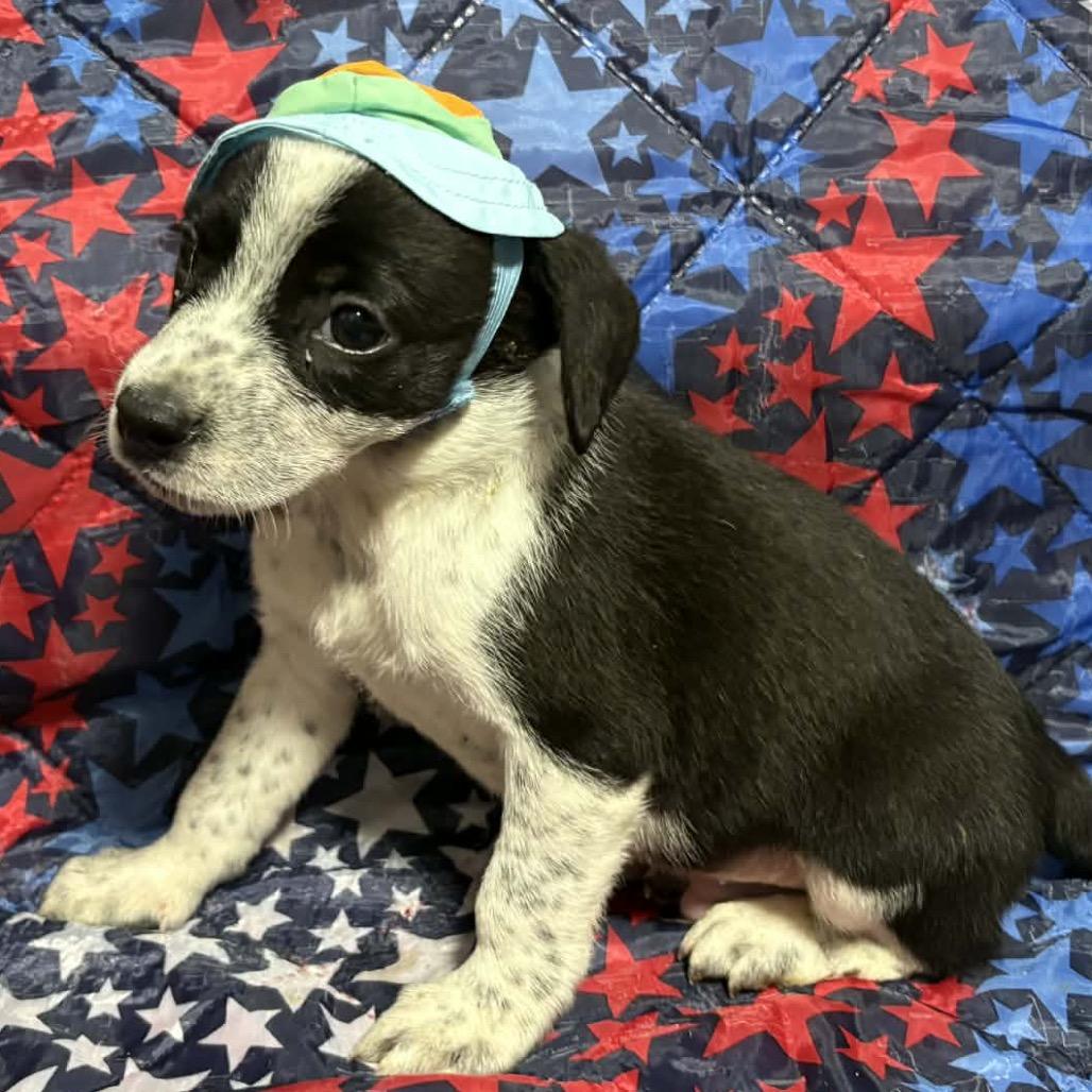 Frosty Felix, a Adoptable Mixed Breed in Fredericksburg, VA image 6/6
