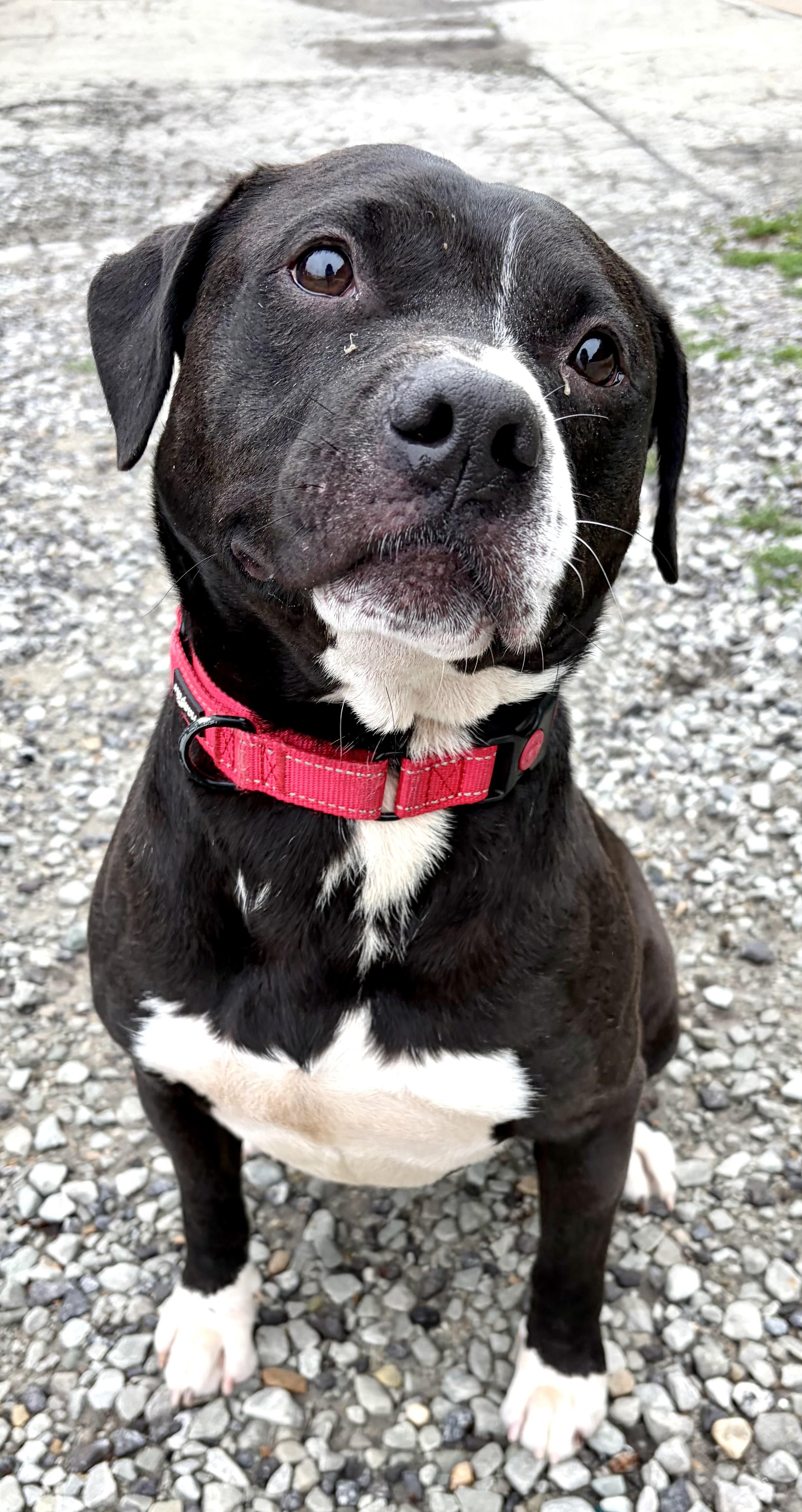 Moe, a ADOPTABLE Mixed Breed in McKeesport, PA image 1/6