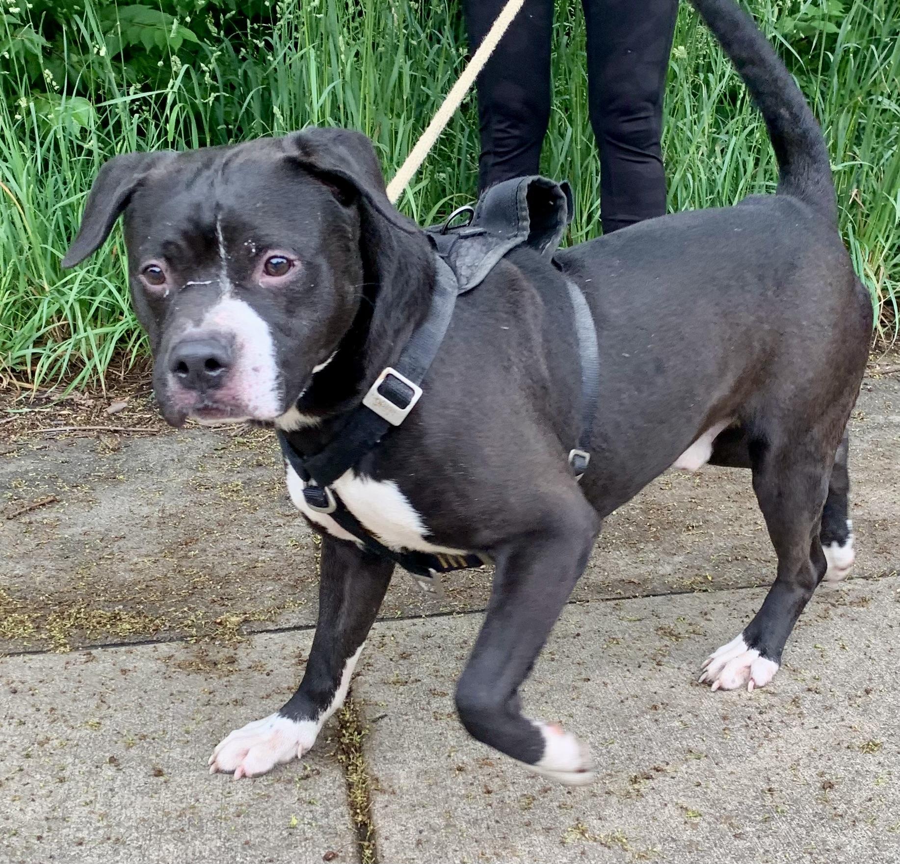 Moe, a ADOPTABLE Mixed Breed in McKeesport, PA image 3/6