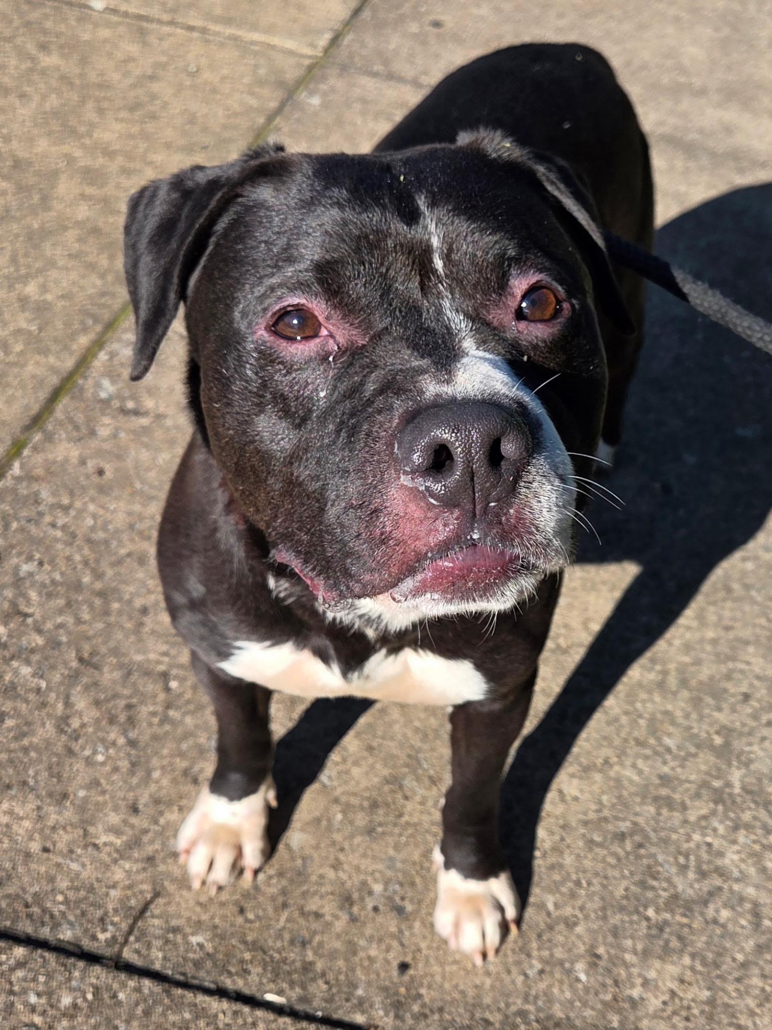 Moe, a ADOPTABLE Mixed Breed in McKeesport, PA image 5/6