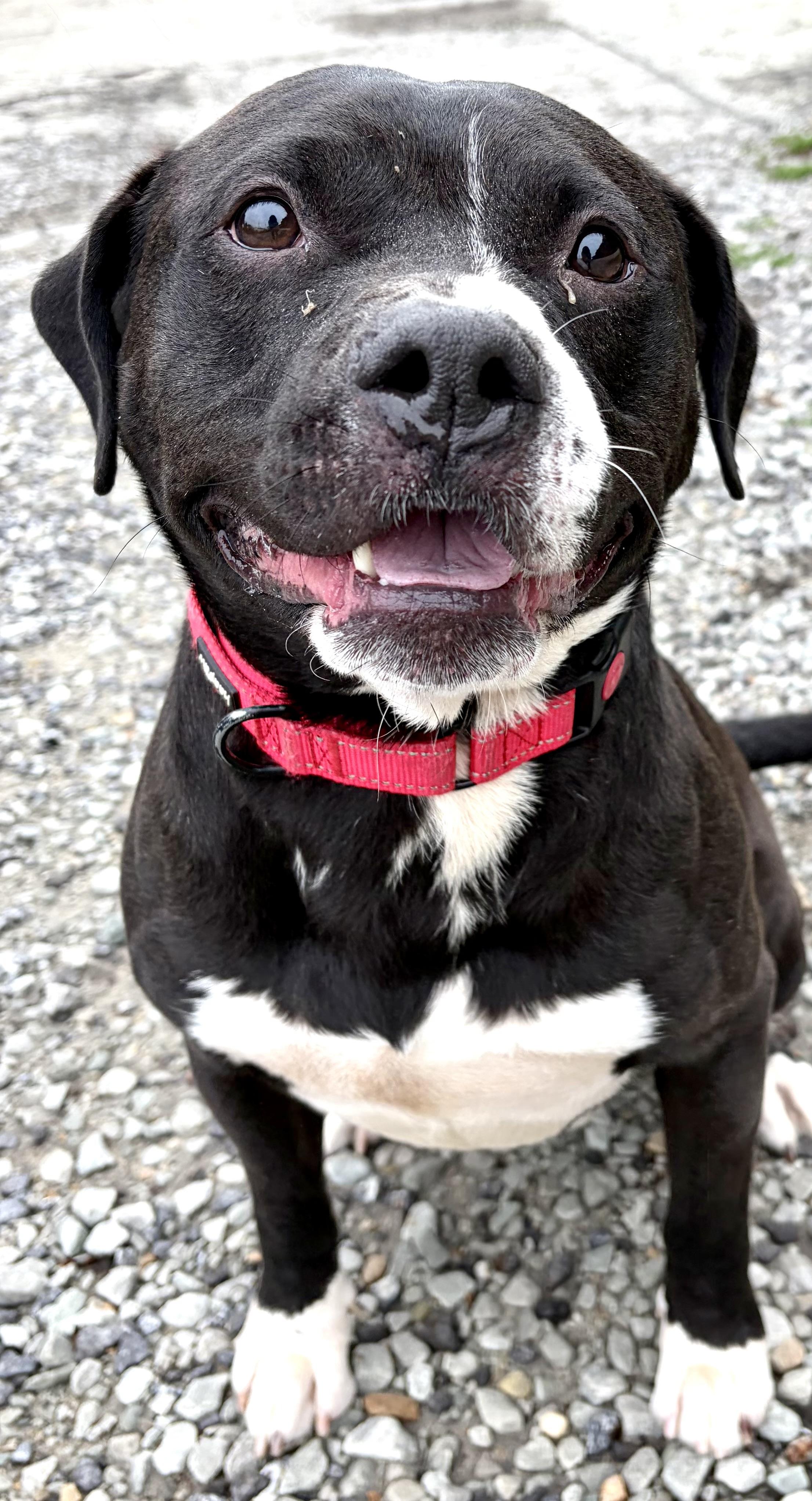 Moe, a ADOPTABLE Mixed Breed in McKeesport, PA image 5/6