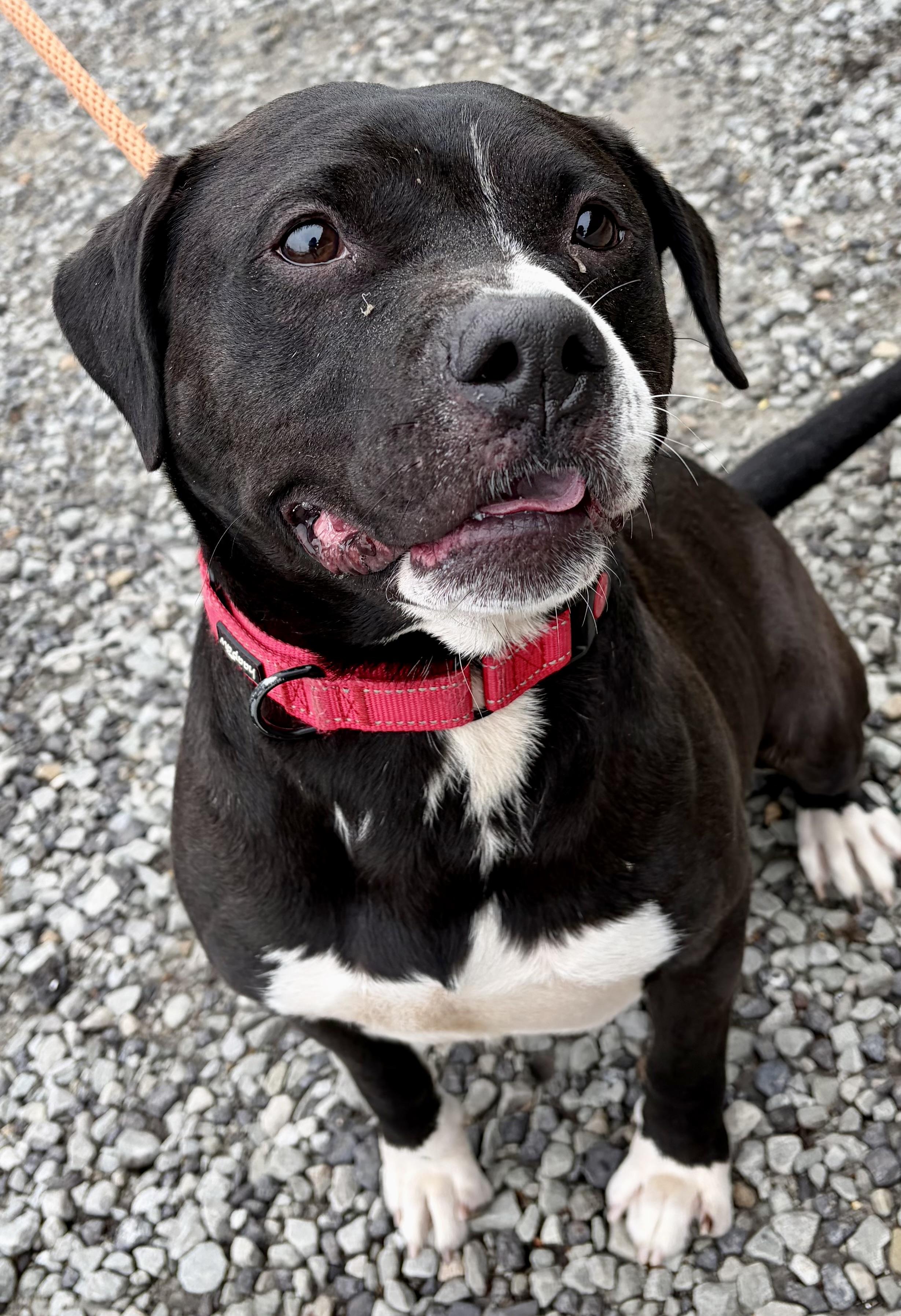 Moe, a ADOPTABLE Mixed Breed in McKeesport, PA image 6/6
