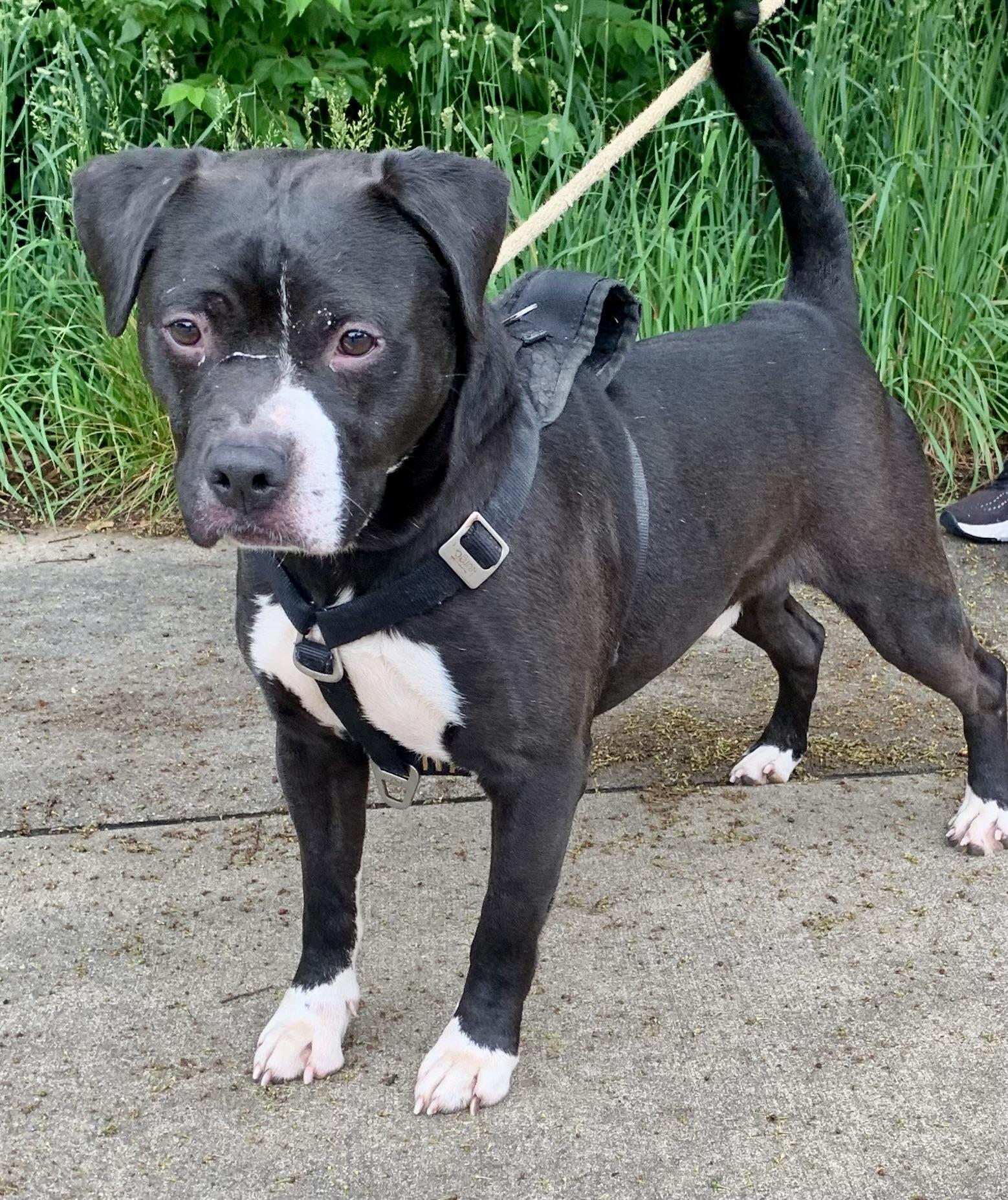 Moe, a ADOPTABLE Mixed Breed in McKeesport, PA image 2/6