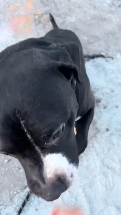 Enlarge Moe, a ADOPTABLE Mixed Breed in McKeesport, PA video 6/6