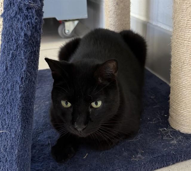 CARLA, Adoptable, Adult Female Domestic Short Hair.