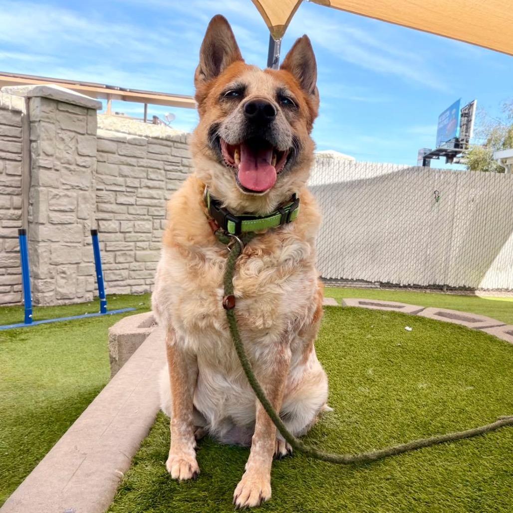 Tess, Adoptable, Senior Female Mixed Breed & Cattle Dog.