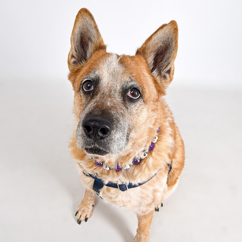 Tess, a Adoptable mixed breed in Murray, UT image 2/5