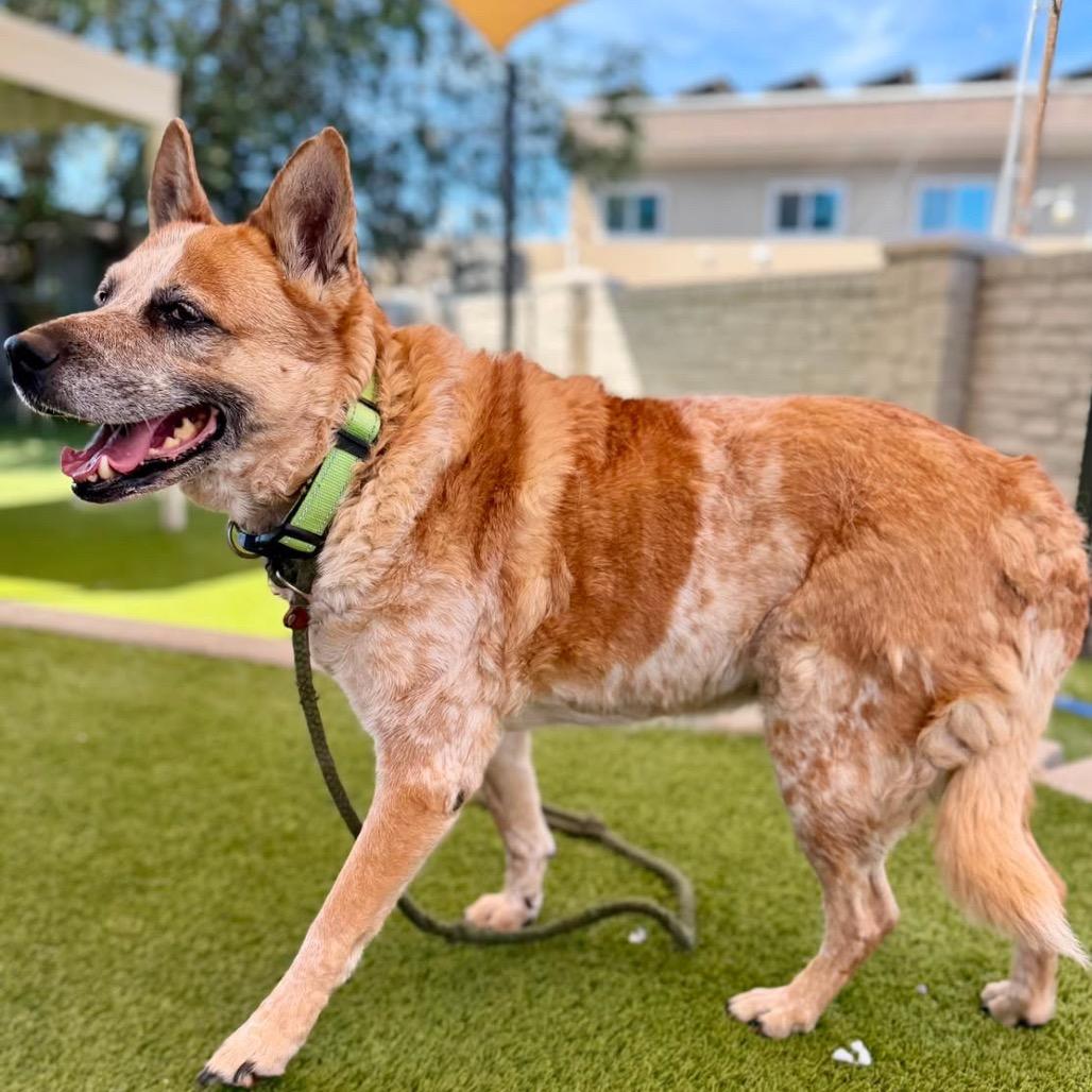 Tess, a Adoptable mixed breed in Murray, UT image 3/5