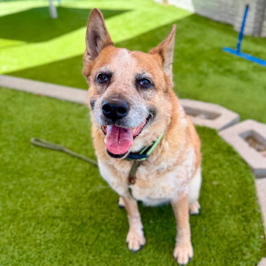 Tess, a Adoptable mixed breed in Murray, UT image 4/5