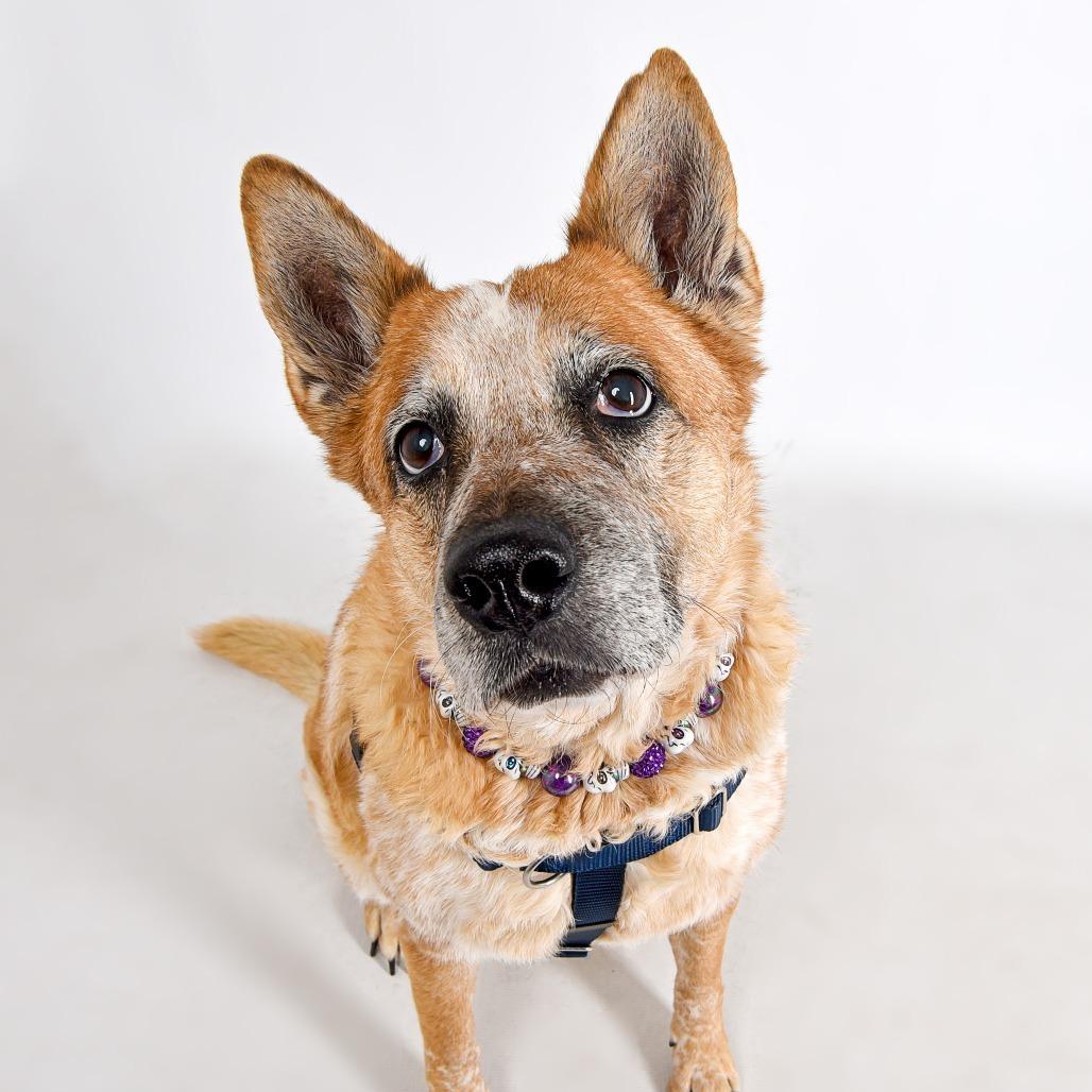 Tess, a Adoptable mixed breed in Murray, UT image 5/5