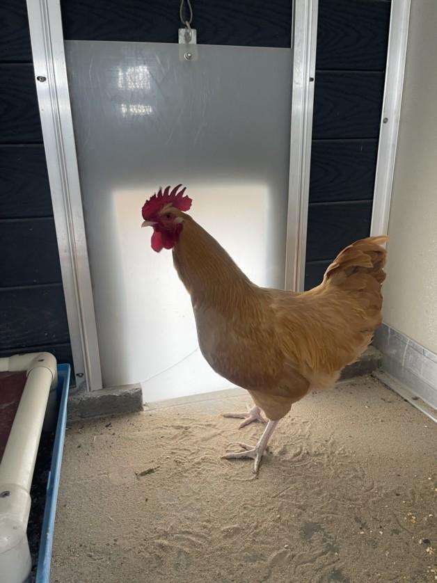 VENTURA, Adoptable, Young Male Chicken.