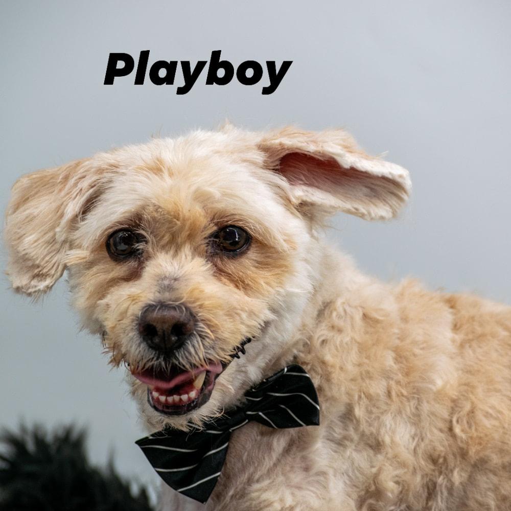 Playboy