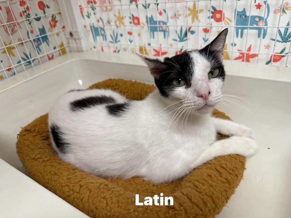 Latino Yo, a Adoptable Domestic Short Hair in Satellite Beach, FL image 1/3