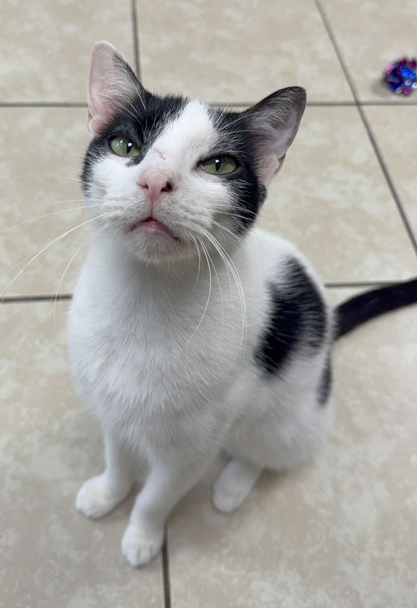 Latino Yo, a Adoptable Domestic Short Hair in Satellite Beach, FL image 2/3