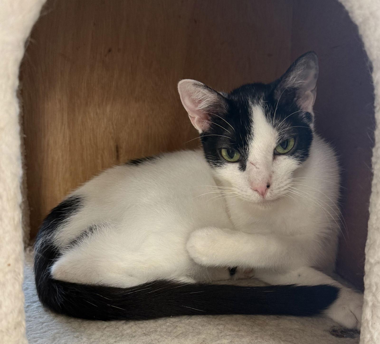 Latino Yo, a Adoptable Domestic Short Hair in Satellite Beach, FL image 3/3