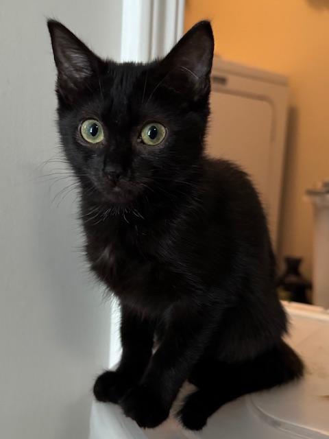 Enlarge Bernice, a Adoptable Domestic Short Hair in Columbia, SC image 1/1