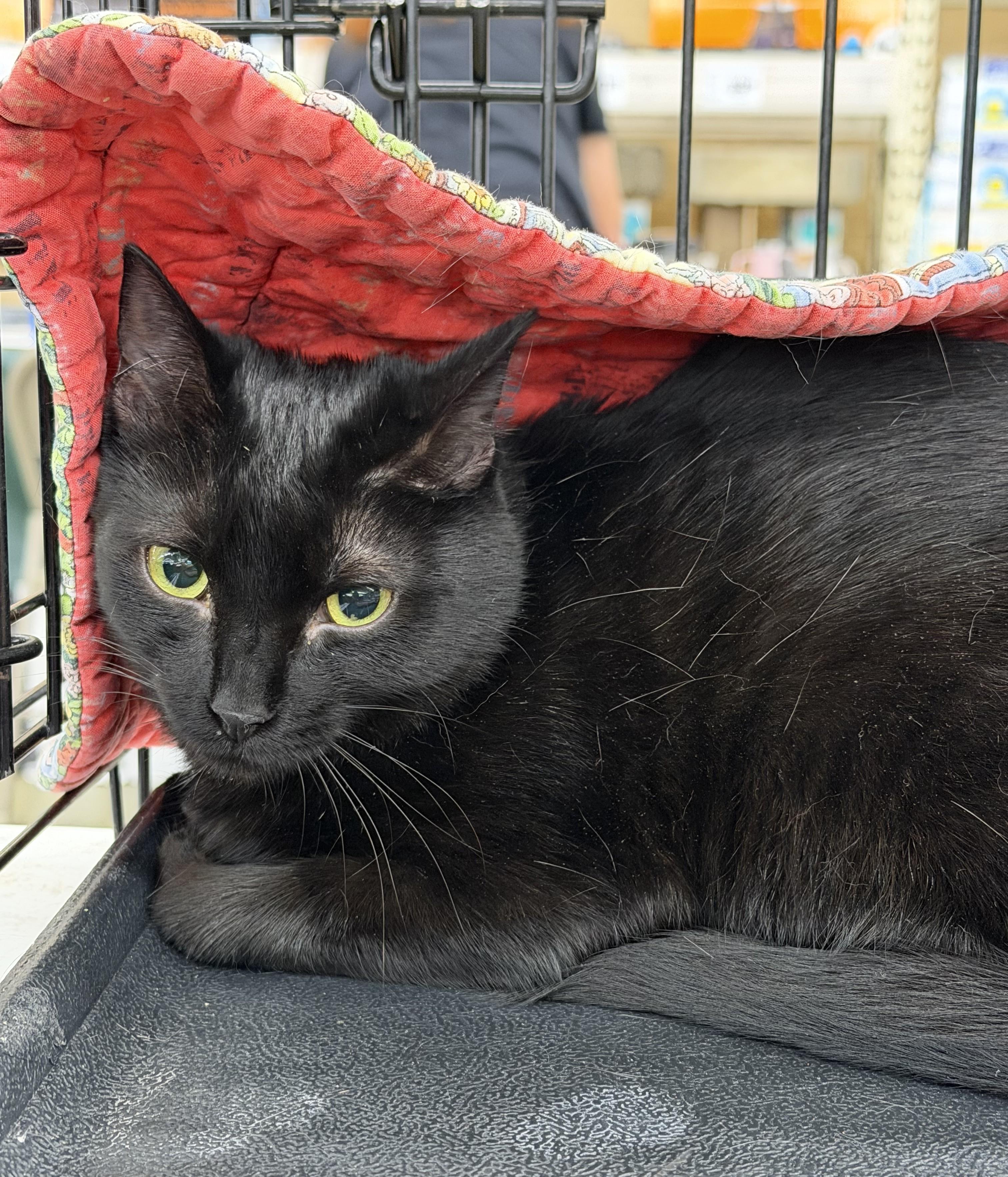 Bernice, Adoptable, Young Female Domestic Short Hair.