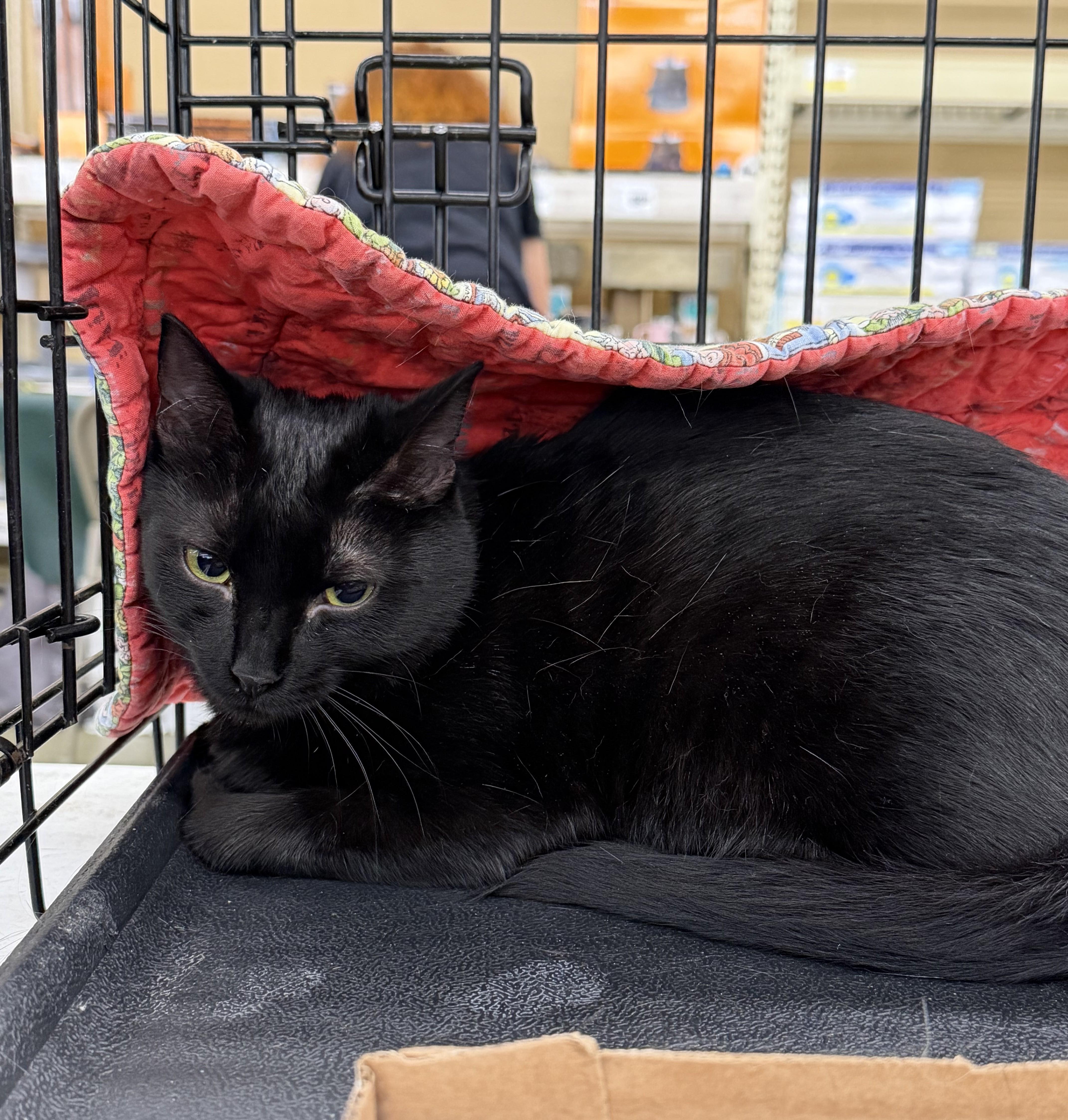 Enlarge Bernice, a Adoptable Domestic Short Hair in Columbia, SC image 2/3