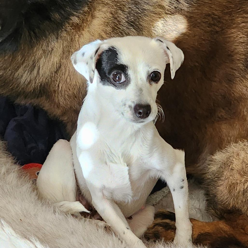 Shelfie, Adoptable, Adult Female Chihuahua.