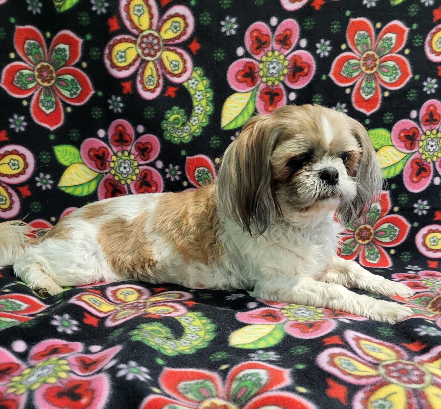 Mocha - Adopted | Petfinder