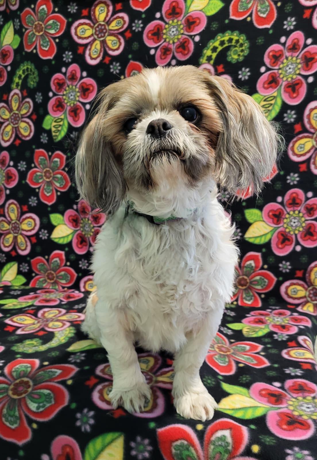 Mocha - Adopted | Petfinder