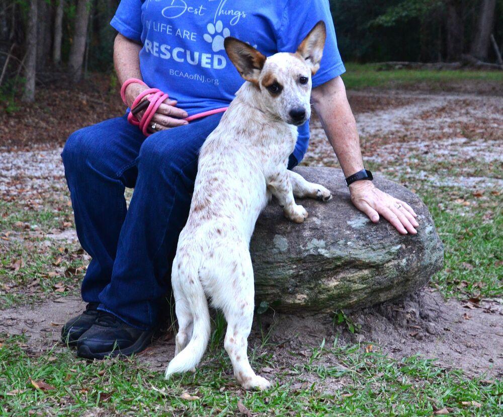 Katie, Adoptable, Puppy Female Hound & Pointer.