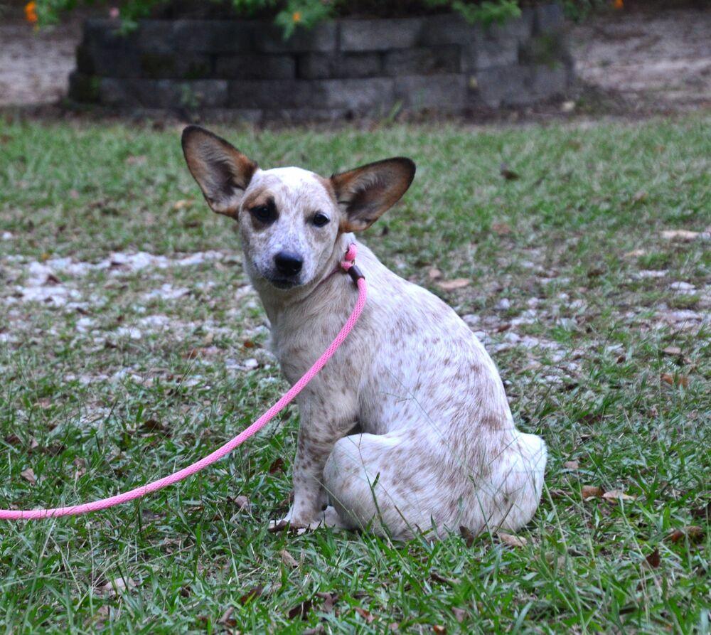 Enlarge Katie, a Adoptable mixed breed in Willingboro, NJ image 2/6