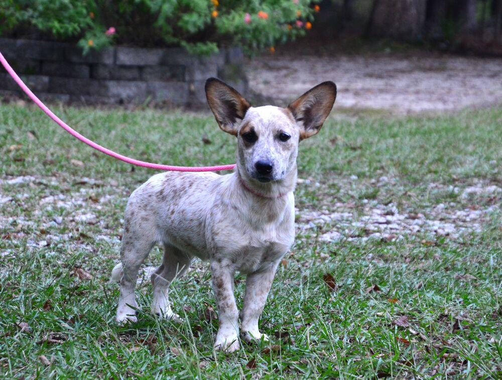 Enlarge Katie, a Adoptable mixed breed in Willingboro, NJ image 3/6