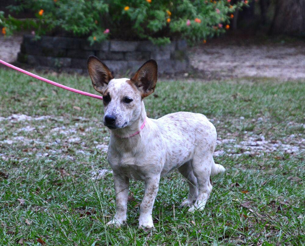 Enlarge Katie, a Adoptable mixed breed in Willingboro, NJ image 4/6