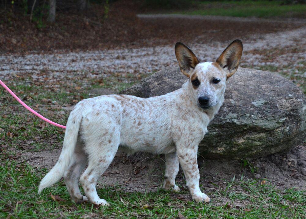 Enlarge Katie, a Adoptable mixed breed in Willingboro, NJ image 5/6