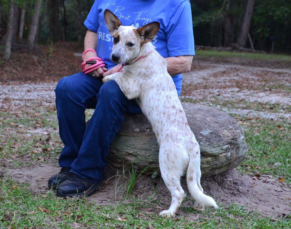 Enlarge Katie, a Adoptable mixed breed in Willingboro, NJ image 6/6