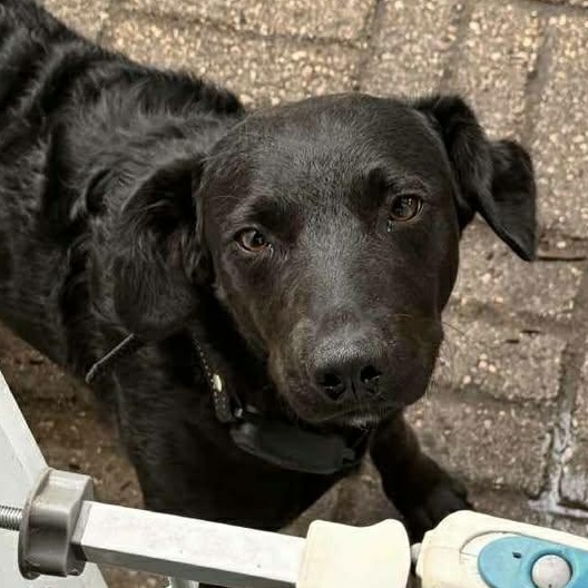 Enlarge Koda (2), an adopted mixed breed in Monticello, MN image 2/2